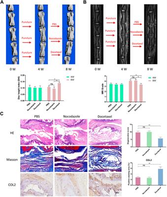 Microtubule stabilization promotes the synthesis of type 2 collagen in nucleus pulposus cell by activating hippo-yap pathway